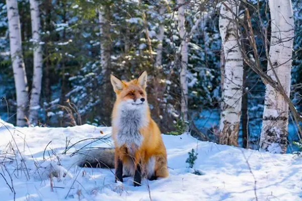 狐狸是不是国家保护动物,普通的狐狸不属于国家保护动物