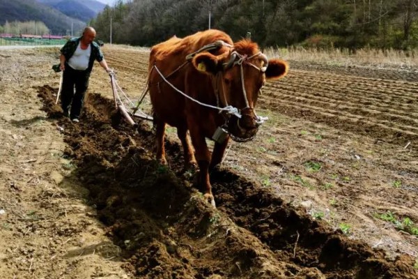 东北种地在几月份开始，4月份底至5月份初开始春耕