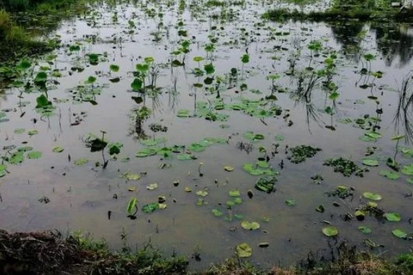 种植莲藕肥料多了会坏掉吗,可能会出现烧根、烂根的情况