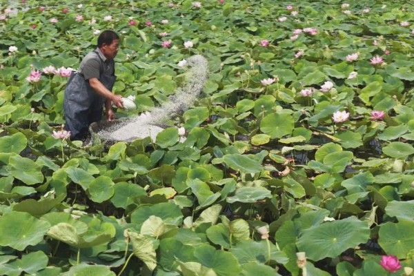 种植莲藕肥料多了会坏掉吗,可能会出现烧根、烂根的情况