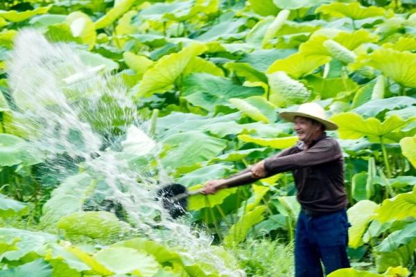 种植莲藕肥料多了会坏掉吗,可能会出现烧根、烂根的情况