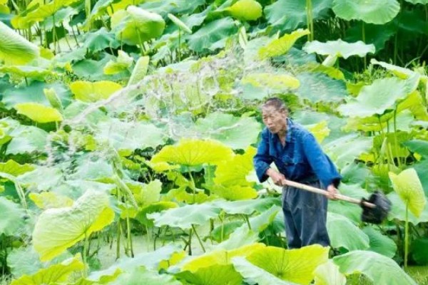 种植莲藕肥料多了会坏掉吗,可能会出现烧根、烂根的情况