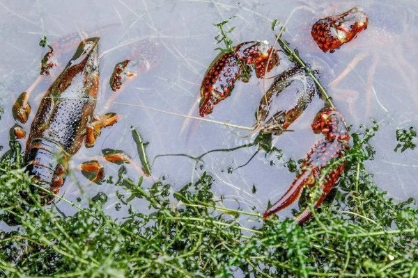 吃小龙虾的季节,通常在5月份左右