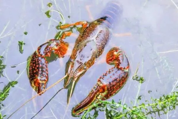 吃小龙虾的季节,通常在5月份左右