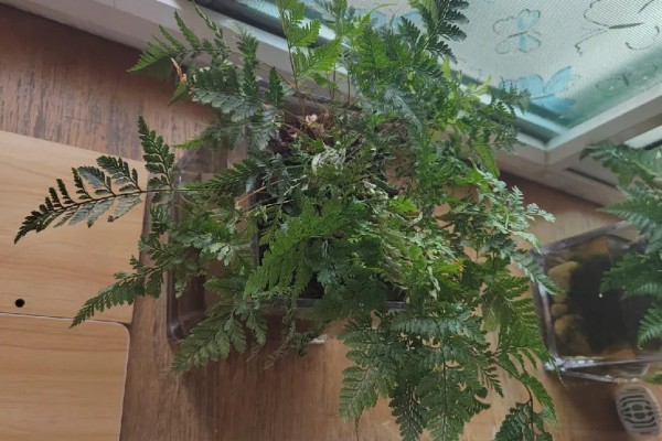 狼尾蕨叶尖发黄的原因，可能是气温变化过大所致