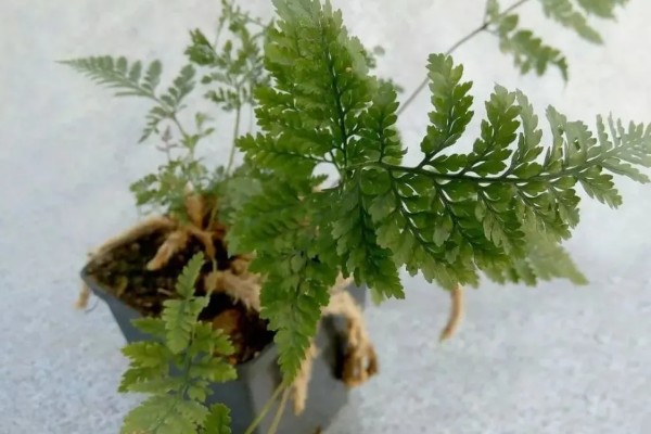 狼尾蕨叶尖发黄的原因，可能是气温变化过大所致