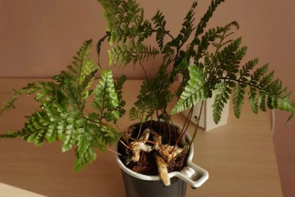 狼尾蕨叶尖发黄的原因，可能是气温变化过大所致