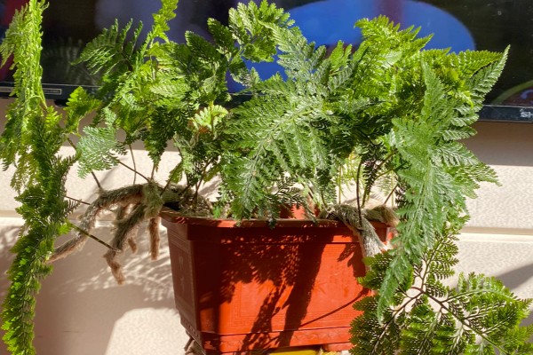 狼尾蕨叶尖发黄的原因，可能是气温变化过大所致