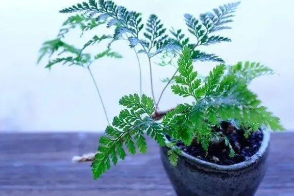 狼尾蕨叶尖发黄的原因，可能是气温变化过大所致