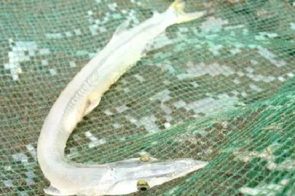 短吻银鱼的分布区域,是生活在太湖地区的一种银鱼