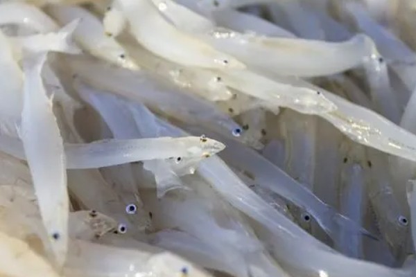 短吻银鱼的分布区域,是生活在太湖地区的一种银鱼