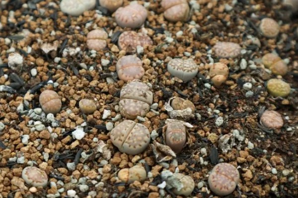 石生花的开花方式，最好每隔四天浇一次水