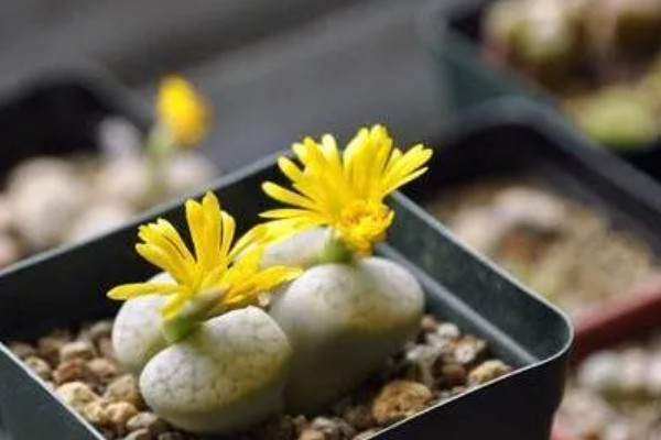 石生花的开花方式，最好每隔四天浇一次水