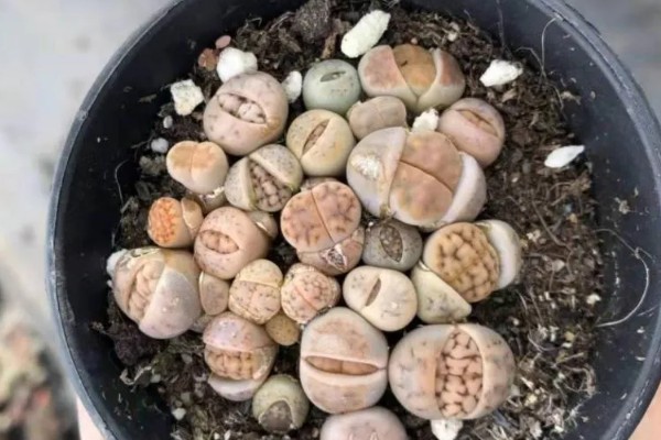 石生花的开花方式，最好每隔四天浇一次水