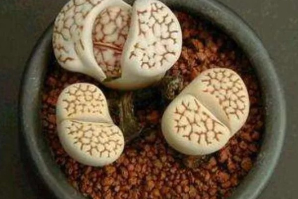 石生花的开花方式，最好每隔四天浇一次水