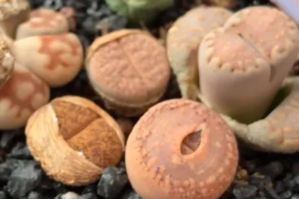 石生花的开花方式，最好每隔四天浇一次水