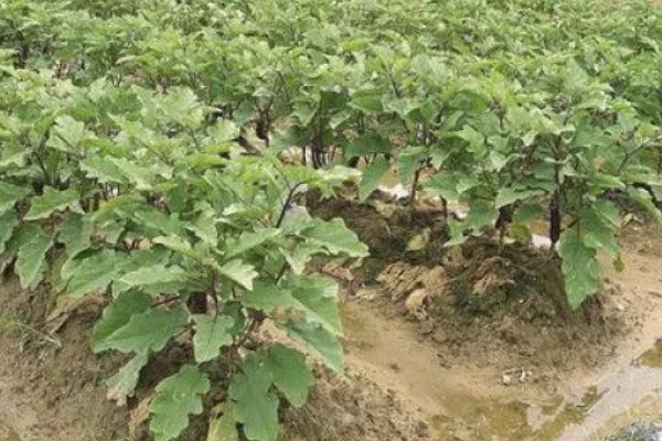 茄子生长期间要什么肥料，缓苗后追施缓苗肥