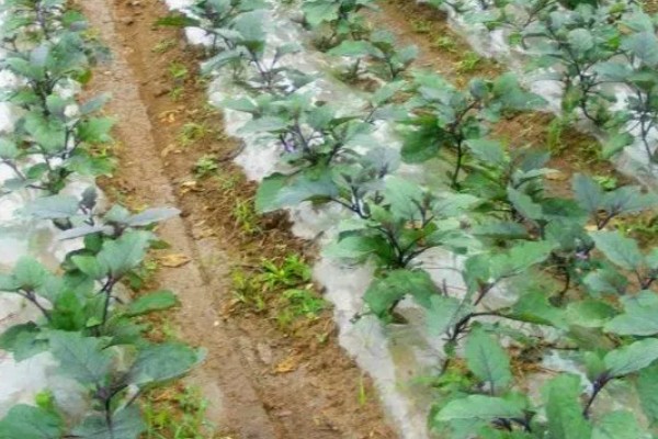 茄子生长期间要什么肥料，缓苗后追施缓苗肥