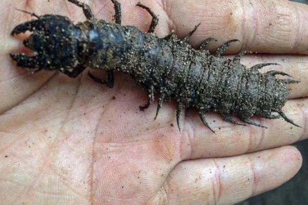 爬沙虫的价格，通常都是200-280元一斤