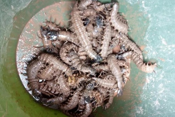 爬沙虫的价格，通常都是200-280元一斤