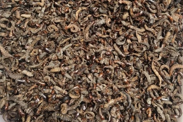 爬沙虫的价格，通常都是200-280元一斤