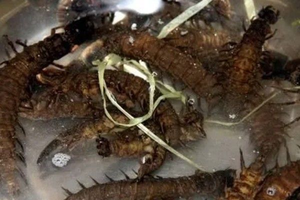 爬沙虫的价格，通常都是200-280元一斤