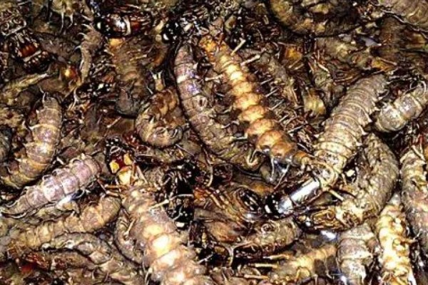 爬沙虫的价格，通常都是200-280元一斤