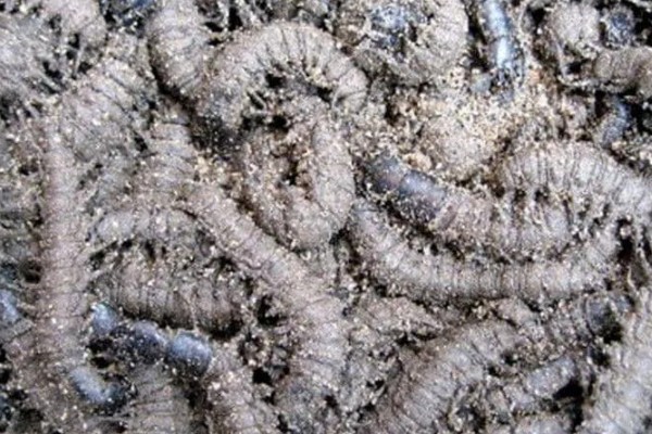 爬沙虫的价格，通常都是200-280元一斤