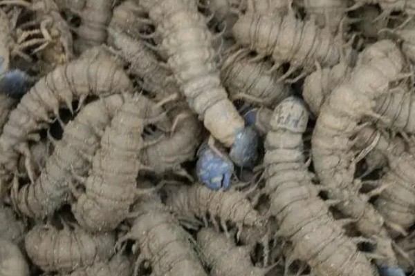 爬沙虫的价格，通常都是200-280元一斤