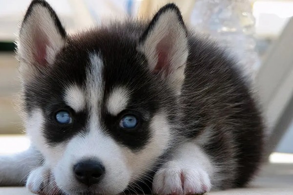 哈士奇和狼有没有关系,哈士奇和狼是有关系的