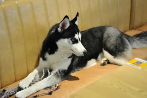 哈士奇和狼有没有关系,哈士奇和狼是有关系的