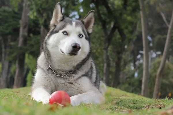 哈士奇和狼有没有关系,哈士奇和狼是有关系的