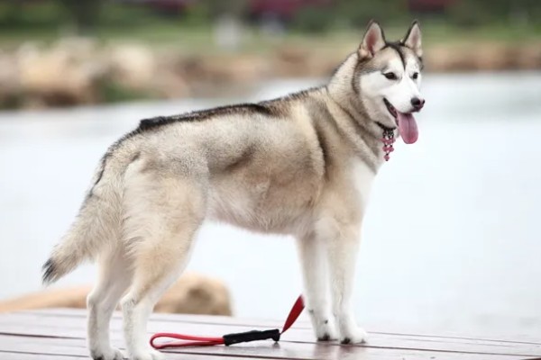 哈士奇和狼有没有关系,哈士奇和狼是有关系的