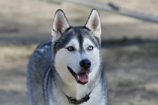 哈士奇和狼有没有关系,哈士奇和狼是有关系的