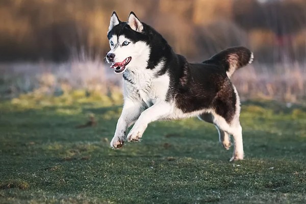 哈士奇和狼有没有关系,哈士奇和狼是有关系的