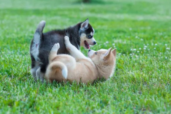 哈士奇和狼有没有关系,哈士奇和狼是有关系的