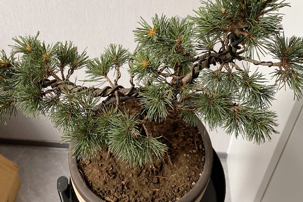 五针松盆景叶枯病的症状，发病初期针叶呈发黄