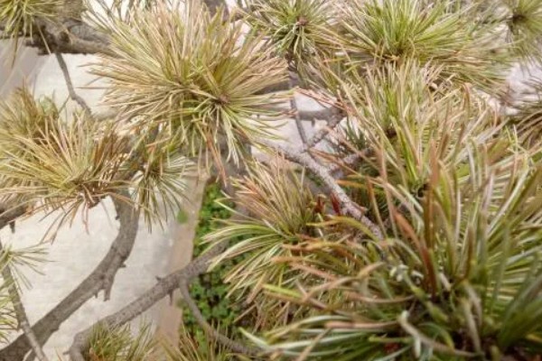 五针松盆景叶枯病的症状，发病初期针叶呈发黄