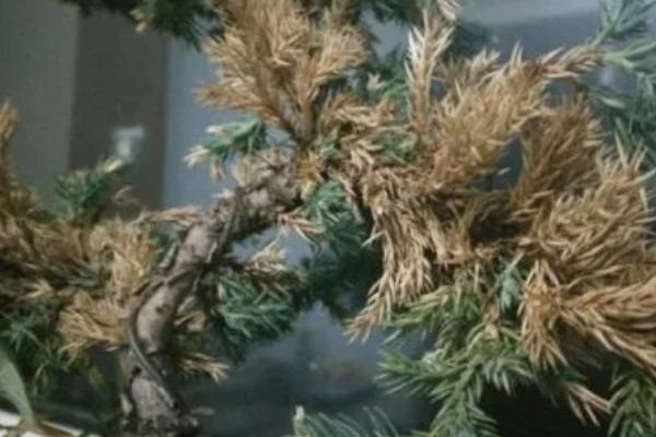 五针松盆景叶枯病的症状，发病初期针叶呈发黄