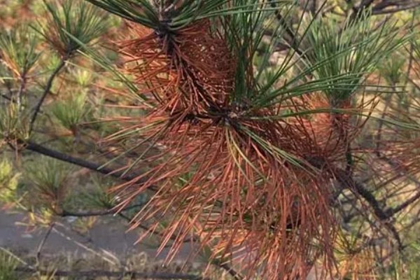 五针松盆景叶枯病的症状，发病初期针叶呈发黄