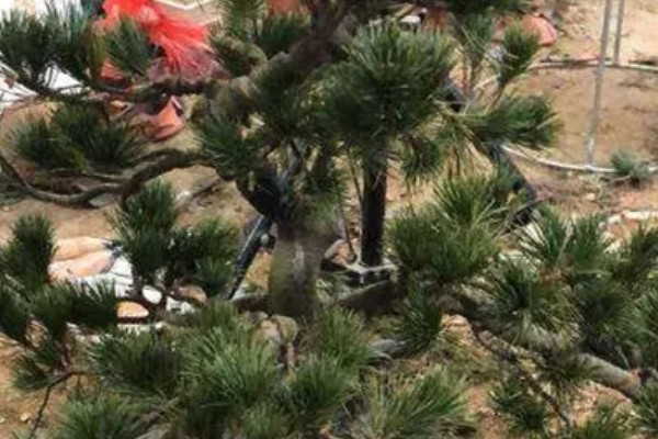 五针松盆景叶枯病的症状，发病初期针叶呈发黄