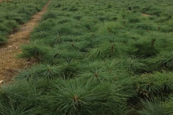 五针松盆景叶枯病的症状，发病初期针叶呈发黄