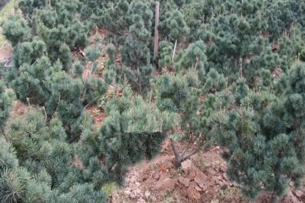 五针松盆景叶枯病的症状，发病初期针叶呈发黄