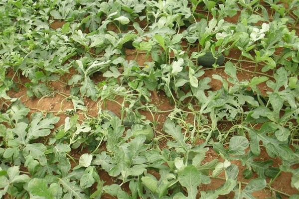 西瓜定植后如何管理,定植后前三天一般不放风