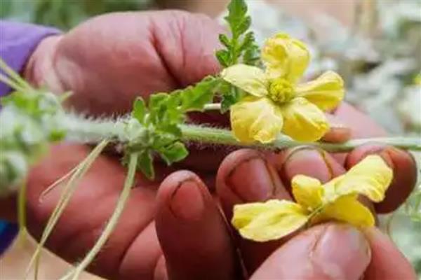 西瓜定植后如何管理,定植后前三天一般不放风