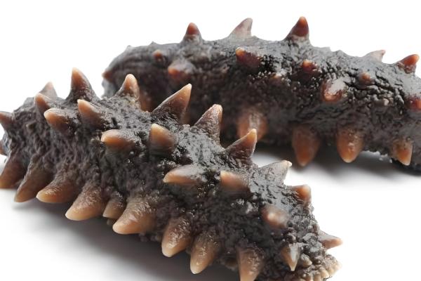 长岛海参的产地，产自山东烟台