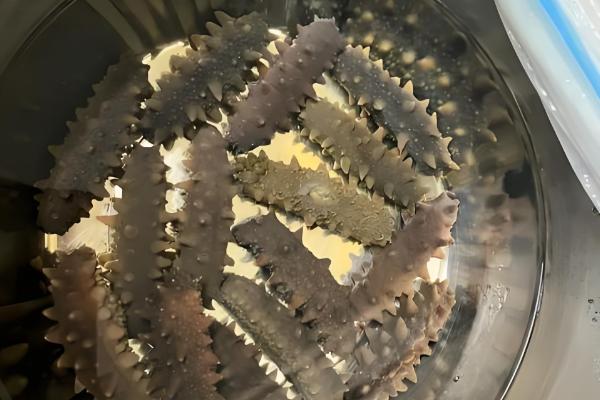 长岛海参的产地，产自山东烟台