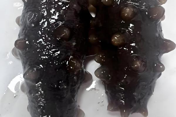 长岛海参的产地，产自山东烟台