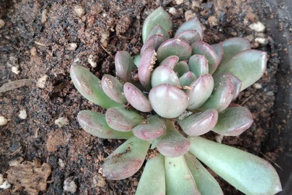 多肉长黑色霉菌怎么处理,需及时停止浇水