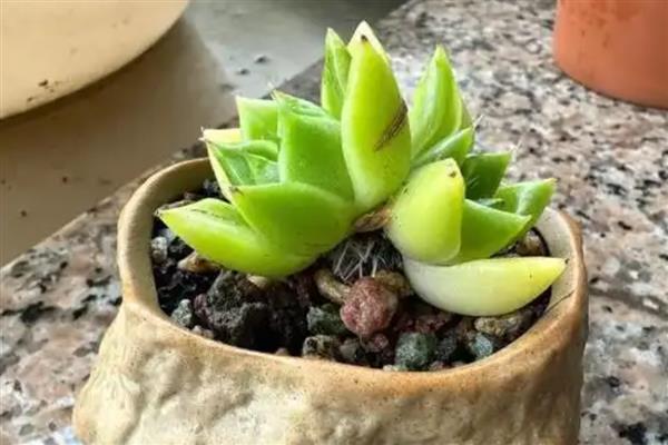 多肉长黑色霉菌怎么处理,需及时停止浇水